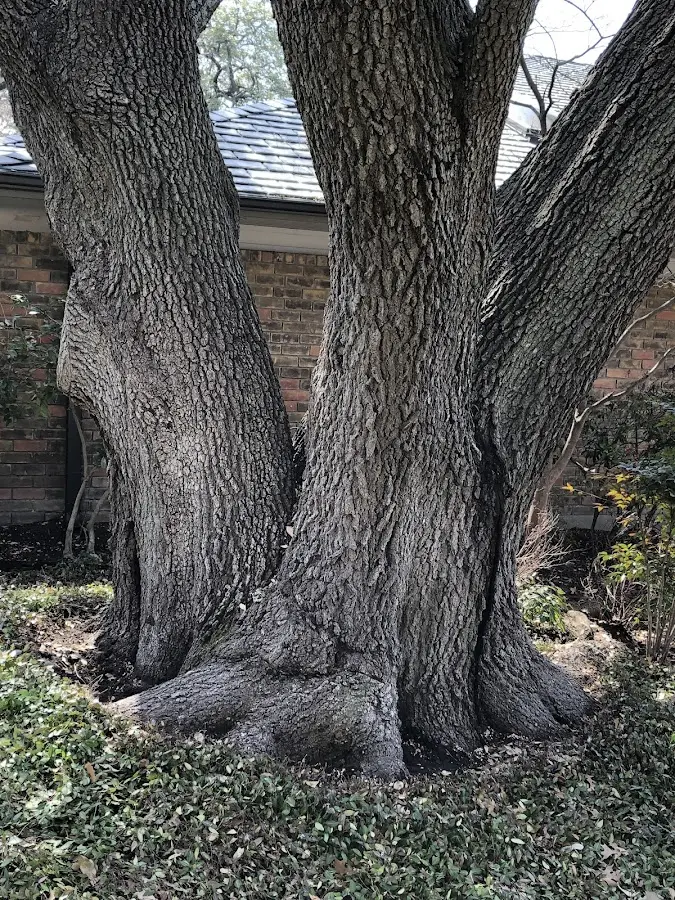 Mature heritage tree close to a Texico property cared for by certified arborists