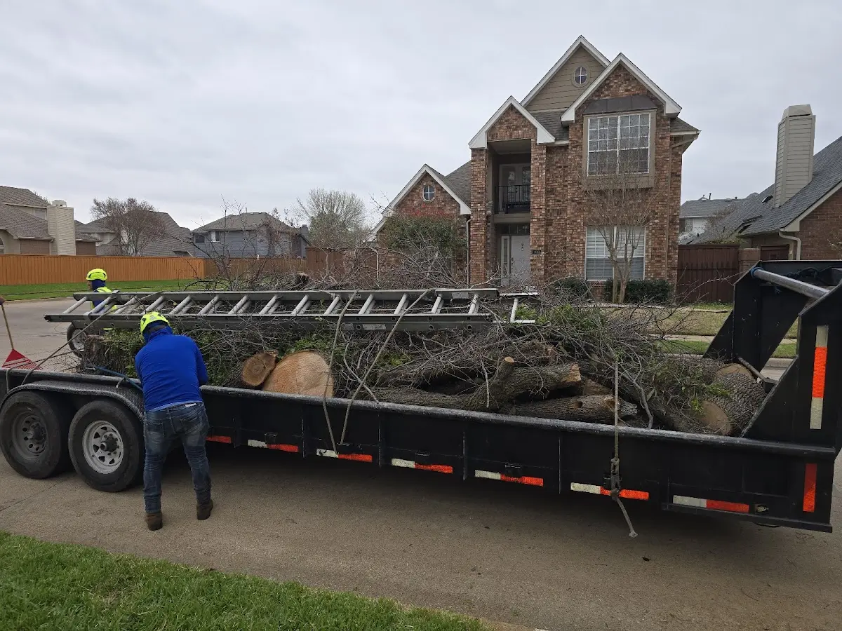 Expert Tree Pest Control with proper safety equipment in Texico